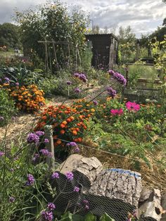 a garden filled with lots of different types of flowers