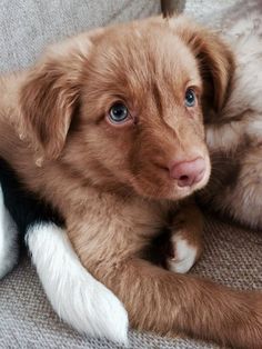 a brown and white dog laying on top of a couch