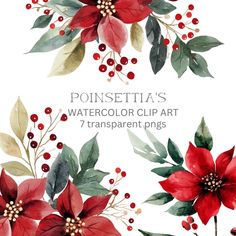 watercolor christmas clipart with poinsettias and berries