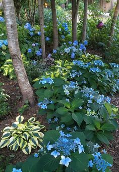 blue flowers are growing in the garden near some trees and bushes with green leaves on them