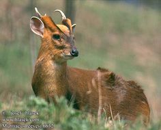 a deer with horns standing in the grass