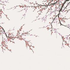 the branches of a tree with pink flowers against a white background