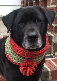 a black dog wearing a red and green crocheted neckwarmer sitting on brick steps