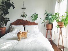 an orange cat standing on top of a bed in a bedroom next to potted plants