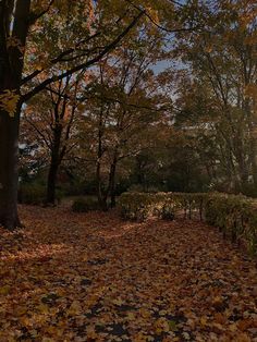 leaves on the ground and trees in the background