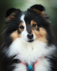 a close up of a dog wearing a collar