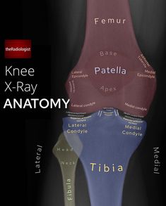 an image of knee x - ray anatomy with words all over the top and bottom