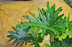 a green plant sitting on top of a rock