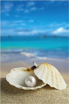 a shell with a pearl in it on the beach