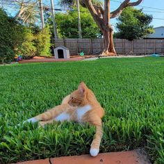 an orange and white cat laying in the grass