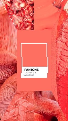 pantone's red and pink hues are featured in this image