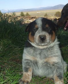 a dog laying in the grass next to another dog