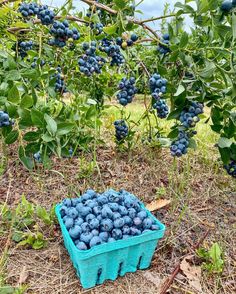 blueberries are sitting on the ground in an orchard