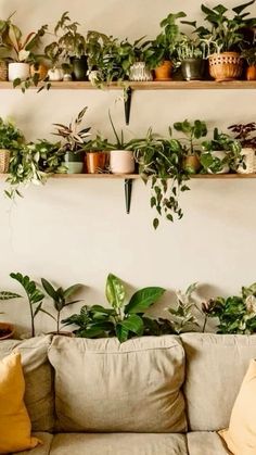 a living room filled with lots of plants and potted plants on top of shelves