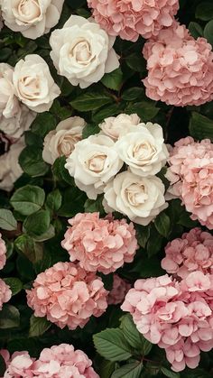 pink and white flowers with green leaves