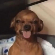 a brown dog sitting on top of a bed