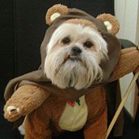 a small dog dressed up like a bear with a bow and arrow in its mouth