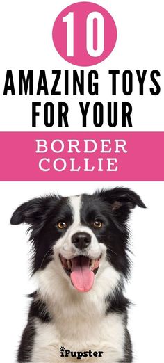 a black and white dog with the words 10 amazing toys for your border collie