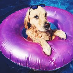 a dog wearing sunglasses laying on an inflatable pool float with his paws resting on the edge