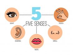 five different types of eyes and their corresponding parts are labeled in the diagram above it