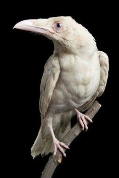 a white bird sitting on top of a wooden branch