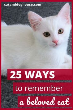 a white cat sitting on top of a carpet next to a red sign that says 25 ways to remember a beloved cat