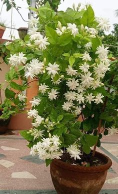 a potted plant with white flowers and green leaves