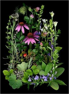 an arrangement of wildflowers and other flowers on a black background