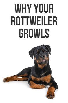 a black and brown dog laying down with the words why your rottweiler grows