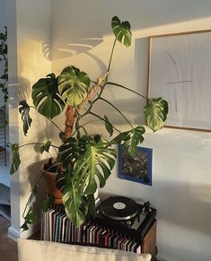 a houseplant in a living room next to a record player and various records