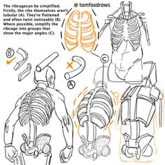 the diagram shows how to draw a human skeleton with different angles and body parts, including ribs