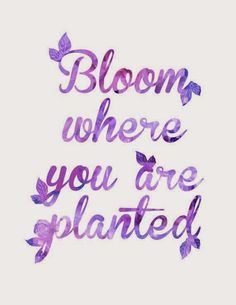 the words bloom where you are planted written in purple watercolor on a white background