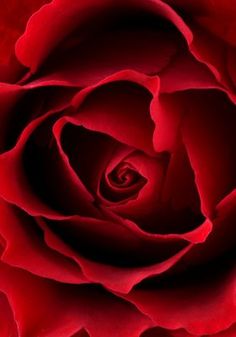 a red rose is shown in close up