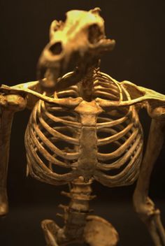 an image of a human skeleton that is in the process of retouing it