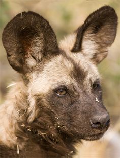 a close up of a hyena's face with dirt all over it