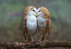 two owls sitting on top of a tree branch with their heads touching each other's eyes