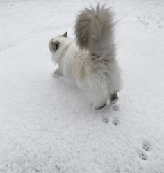 a small white dog standing on its hind legs in the snow with it's tail up