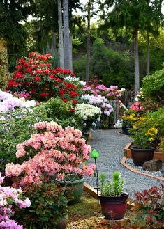 many different types of flowers in pots on the ground