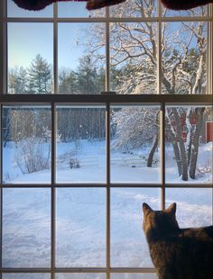 a dog looking out the window at snow covered yard and trees outside it, with a cat sitting in the window sill