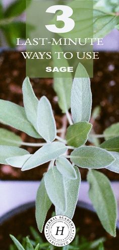 a close up of a plant with the title 3 last - minute ways to use sage