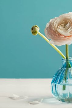 two white flowers in a blue vase with water on the table, against a teal background