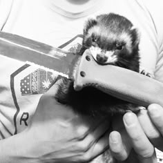 a ferret is being held by someone holding a large knife in their hands, with another animal sticking out of it's mouth