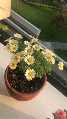 a potted plant with yellow and white daisies in it on a window sill