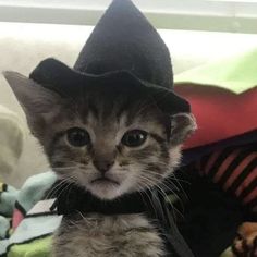 a small kitten wearing a black hat on top of it's head and looking at the camera