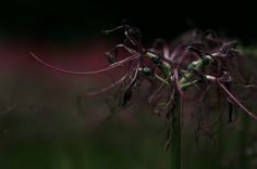 a close up view of some flowers in the grass with blurry backround