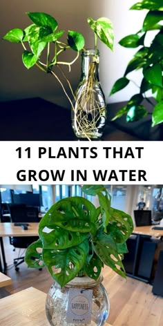 plants that grow in water with the words 11 plants that grow in water above them