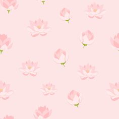 pink water lilies on a light pink background