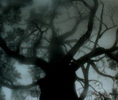 an old tree with no leaves in the foggy forest at night, looking up into the sky