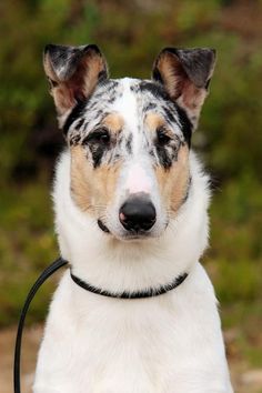 a close up of a dog with a leash around it's neck looking at the camera