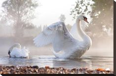 two swans are swimming in the water with their wings spread out and one is on its back